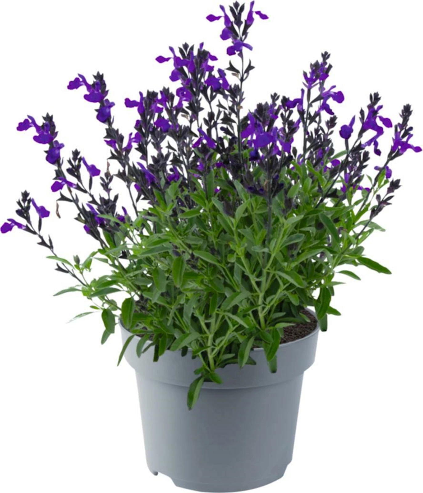 Pfirsich-Salbei P13 cm