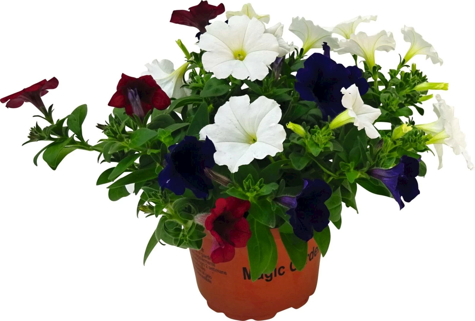 Hängepetunia grossblumig Carneval P17 cm