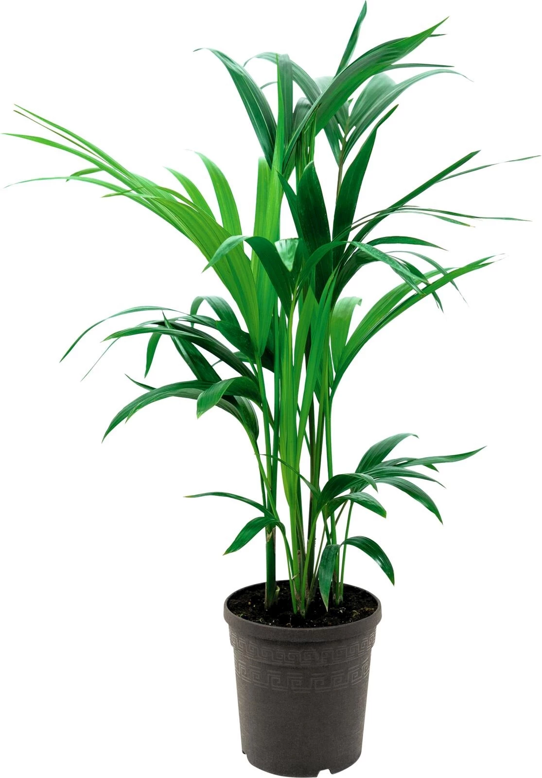 Kentia P18 cm