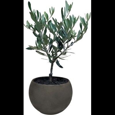 Olives buisson pot argile P12 cm