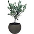 Olives buisson pot argile P12 cm