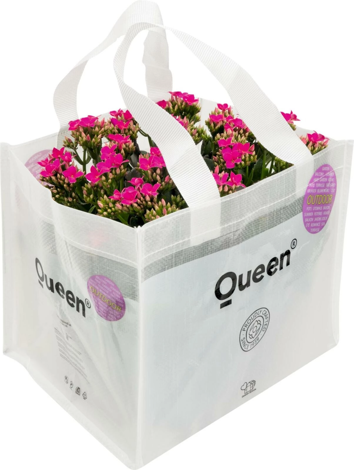 Kalanchoe Outdoor Bag P 4x10.5 cm
