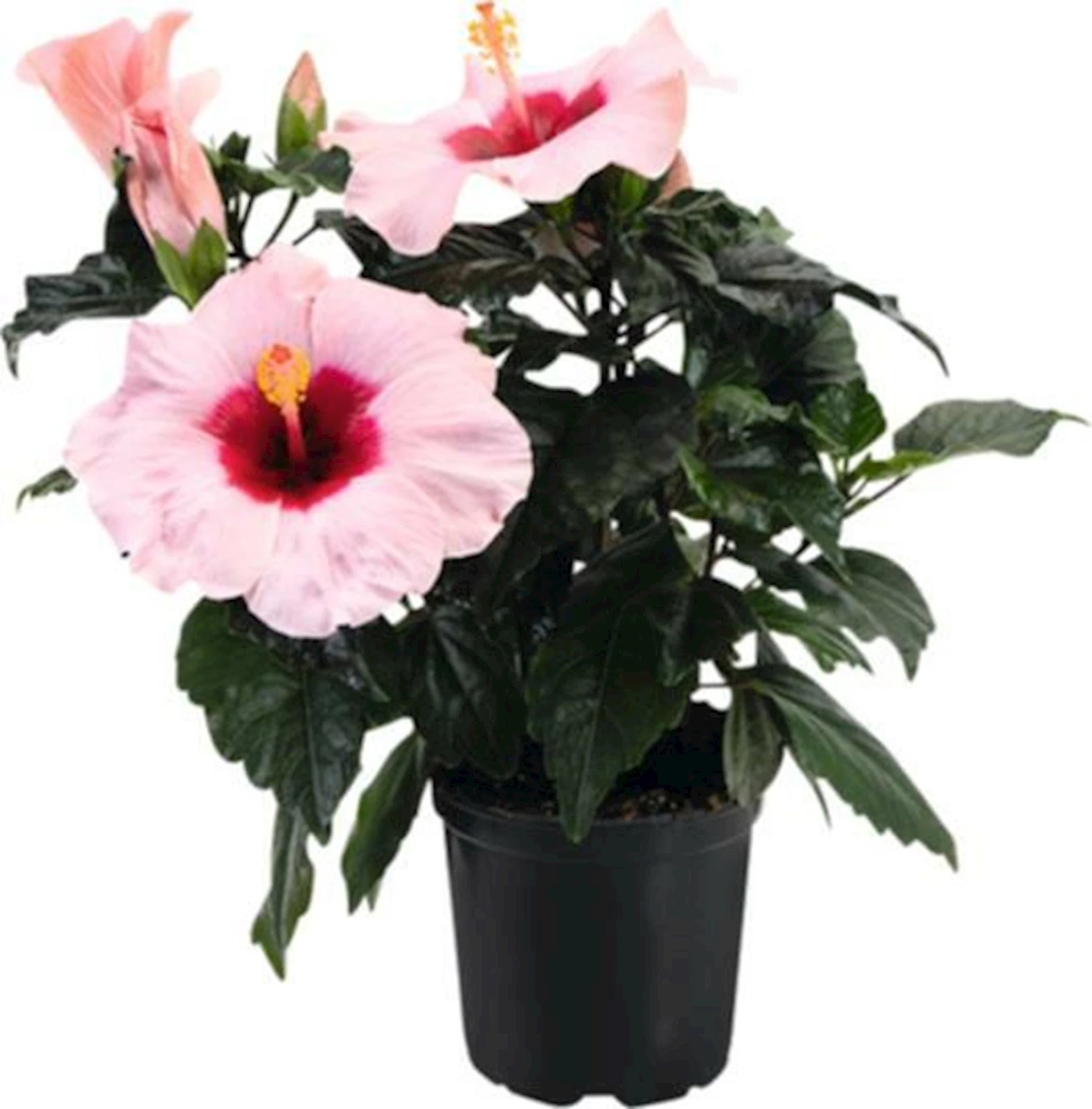 Hibiscus Longiflora P13 cm