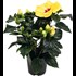 Hibiscus Longiflora P13 cm