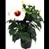 Hibiscus Longiflora P13 cm