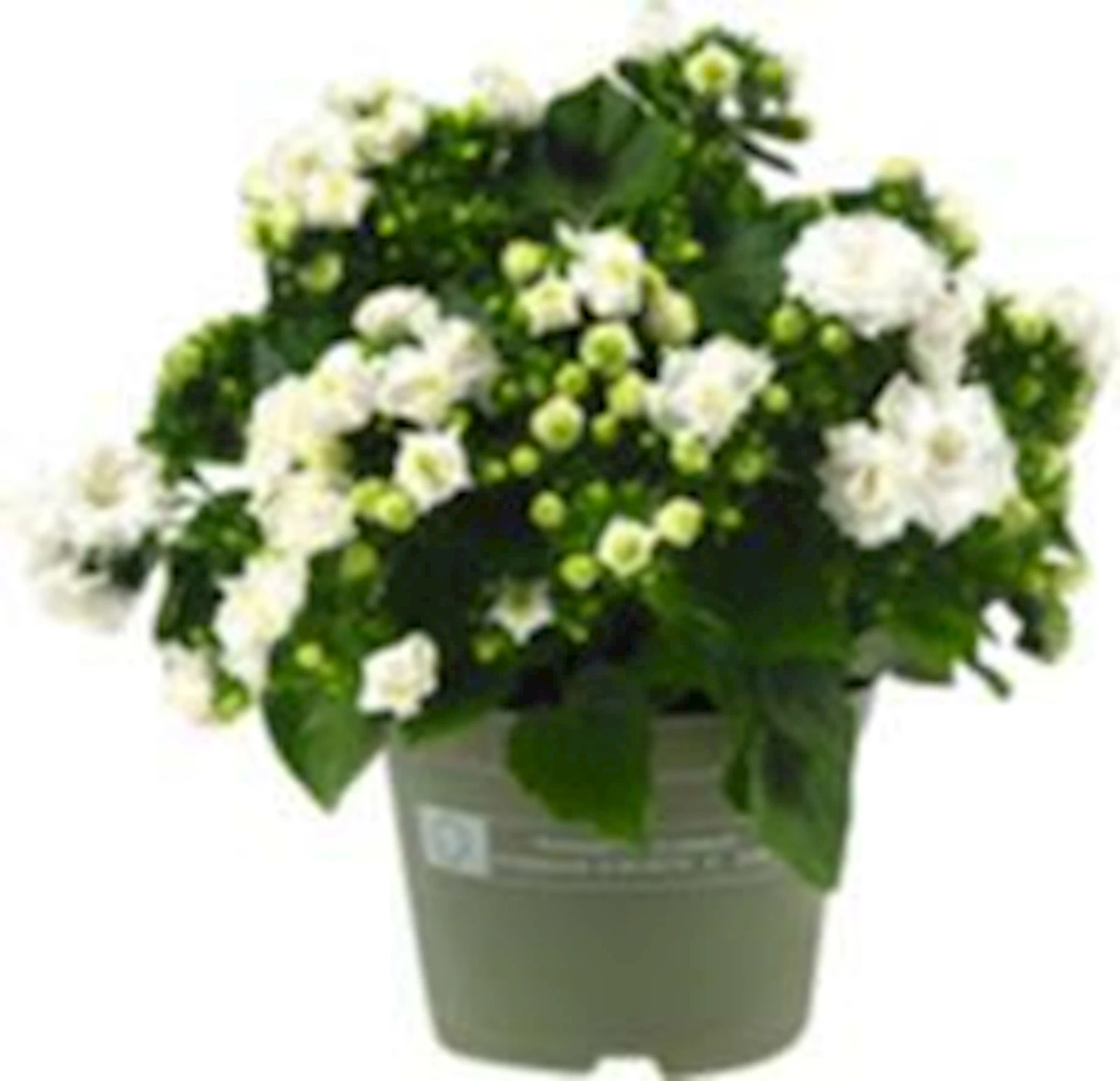 Campanula Hayl. White P11.5 cm