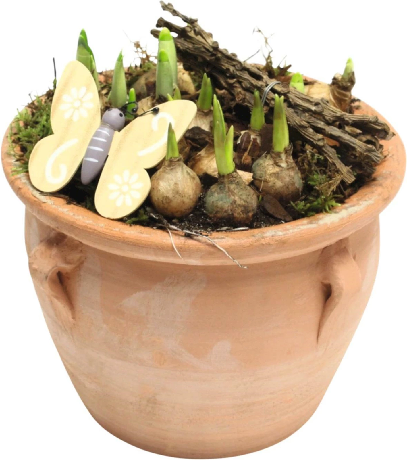 Cruche terra. planté P31x12 cm