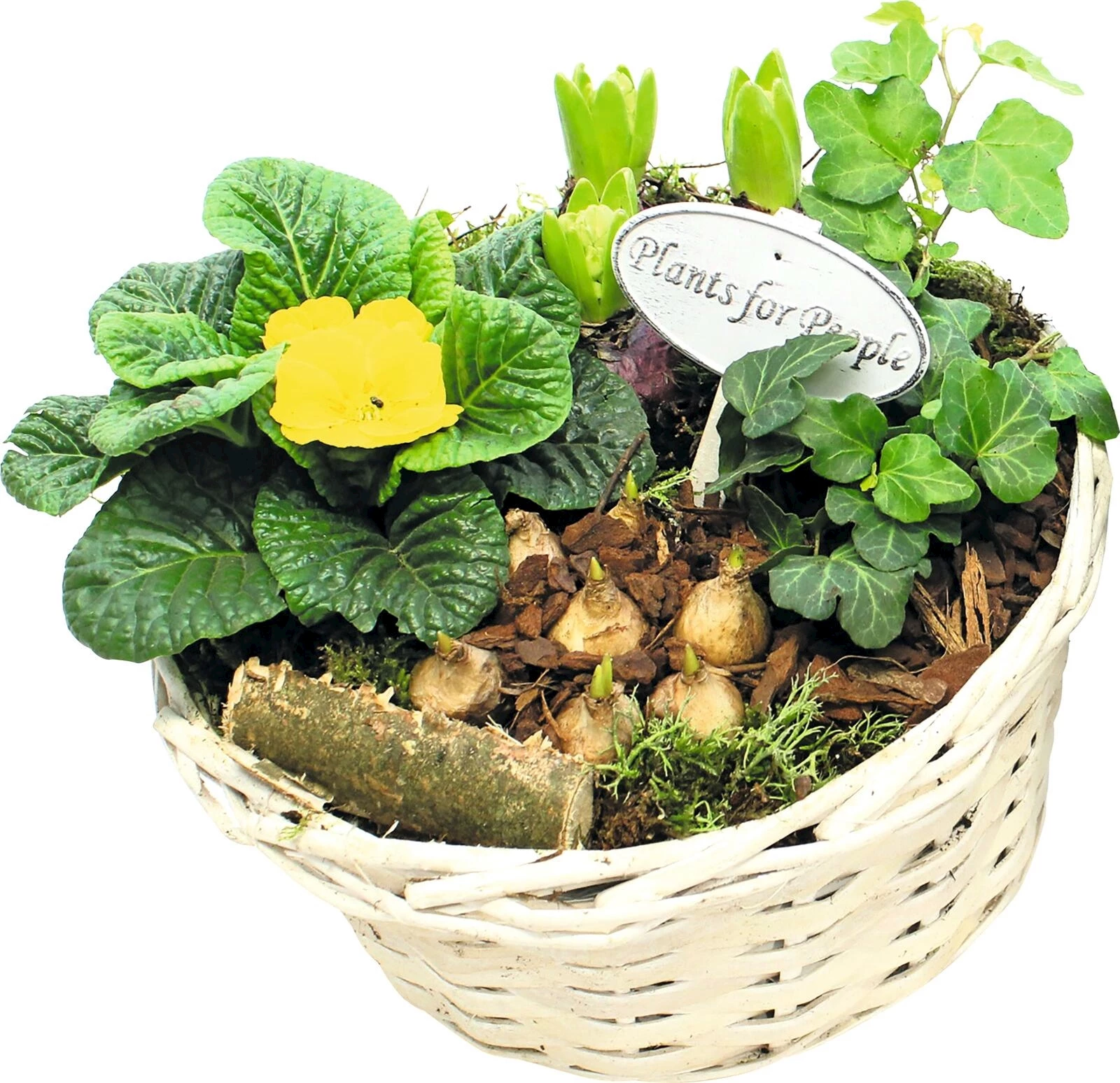 Korb rund bepfl. P24 cm