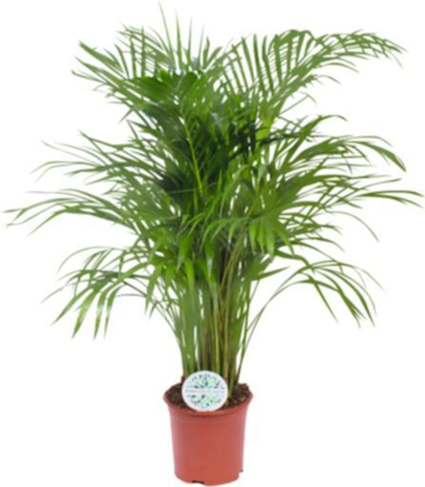 Areca P21 cm