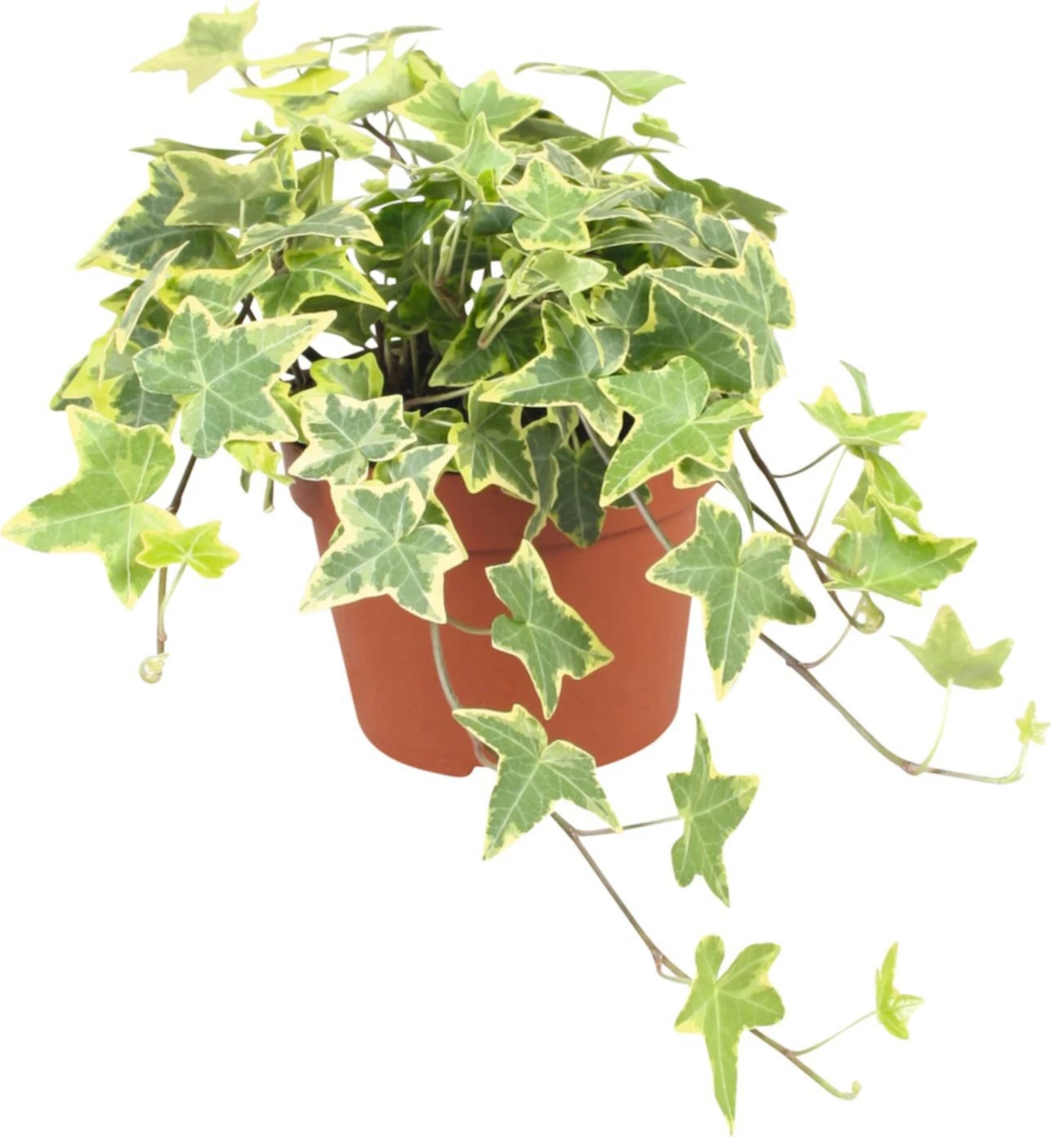 Hedera P13 cm