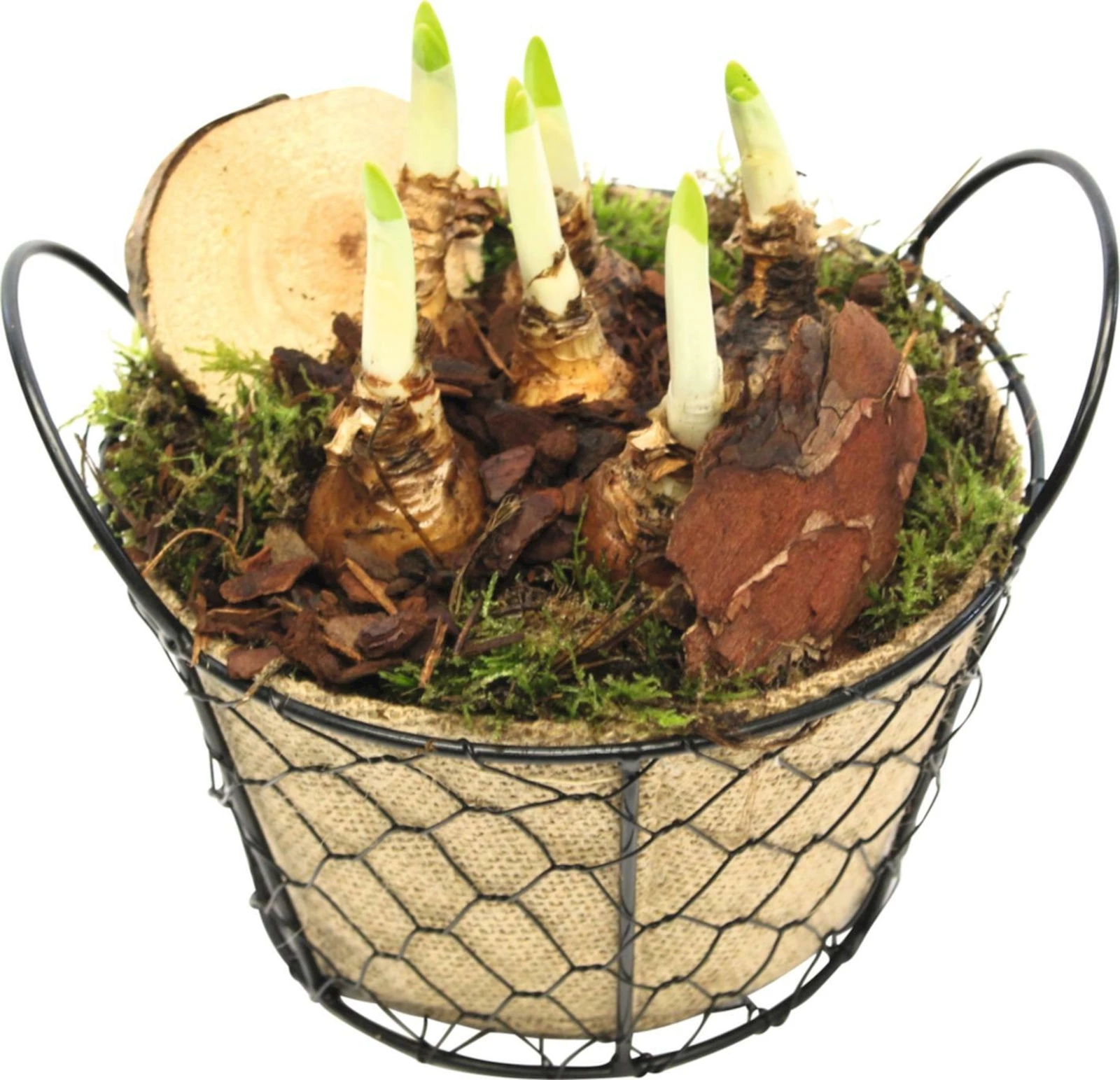 Drahtkorb bepfl. m. Jute P17 cm