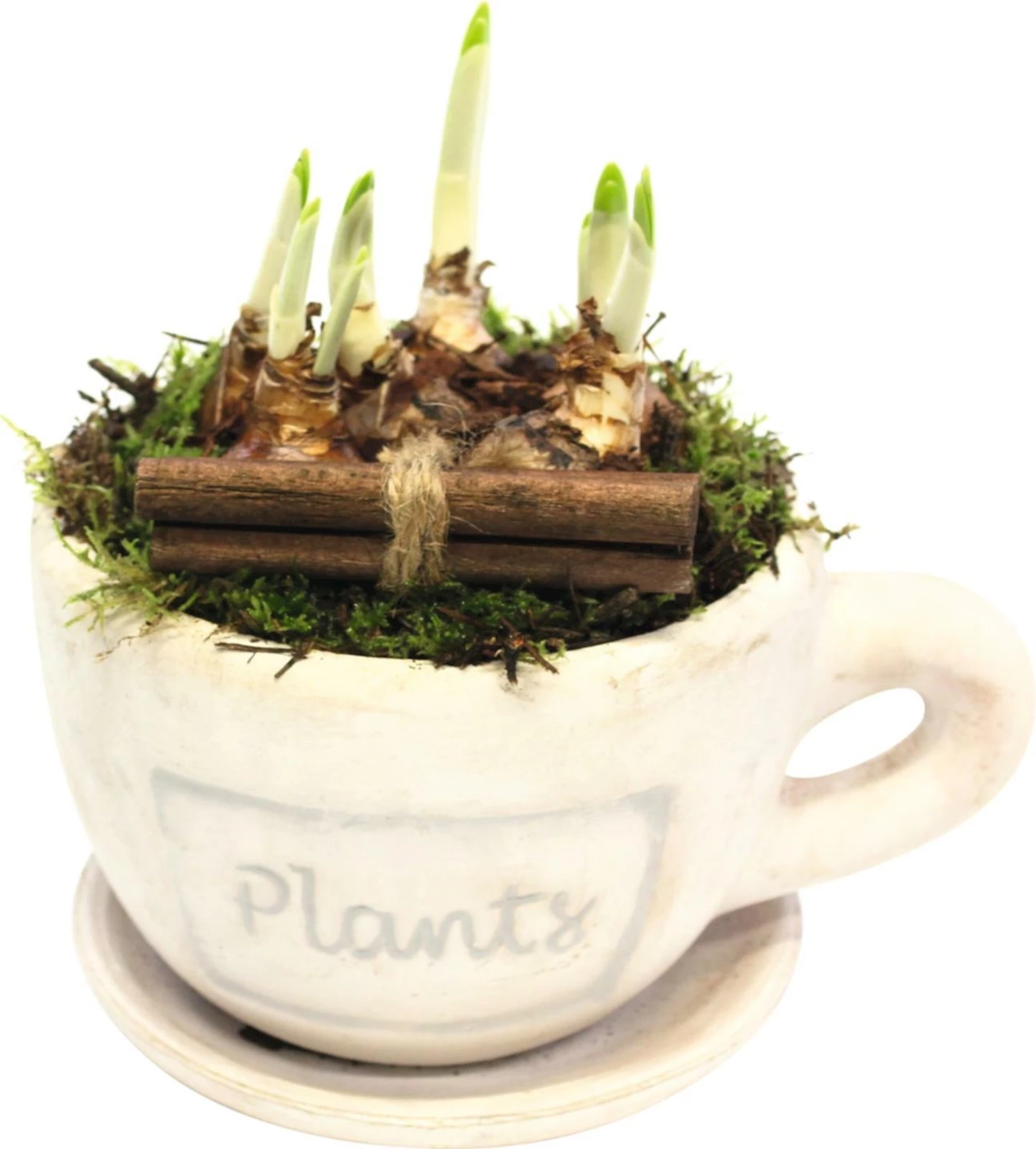 Tasse bepfl. P20x15 cm