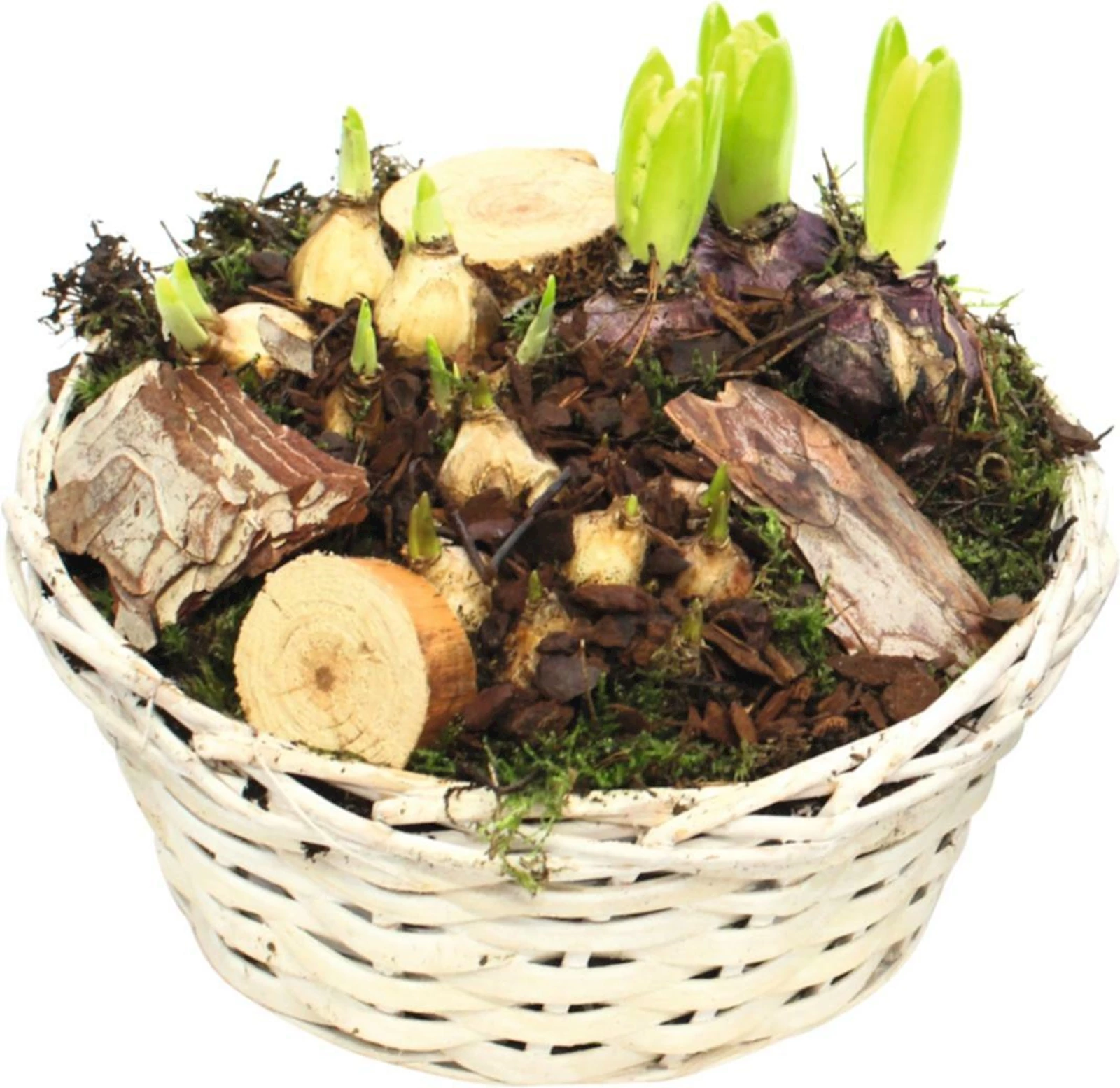 Korb rund bepflanzt P24 cm