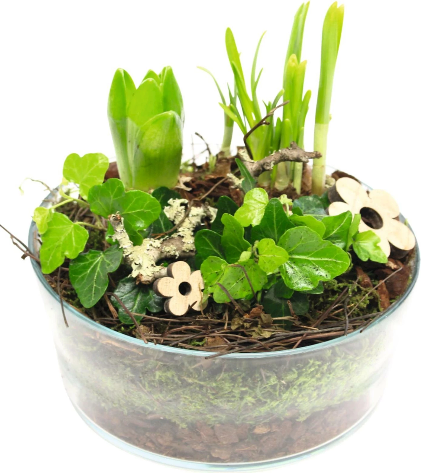 Bac en verre planté P19 cm