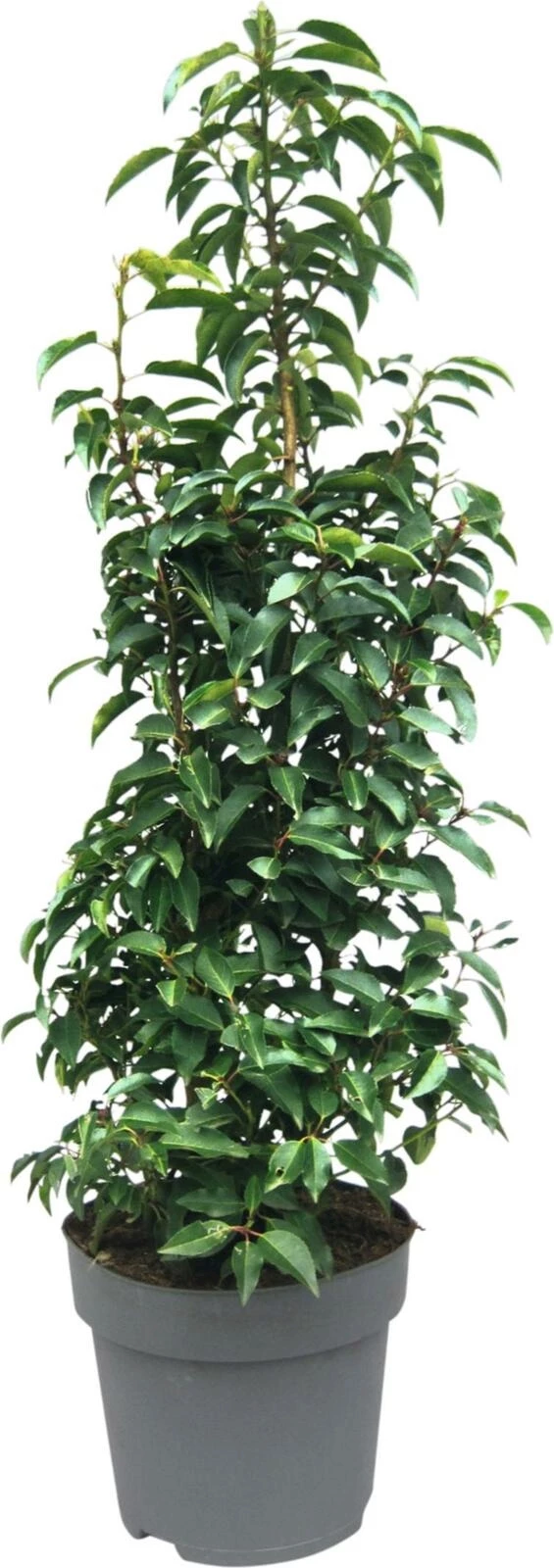 Prunus Lusitanica P29 cm