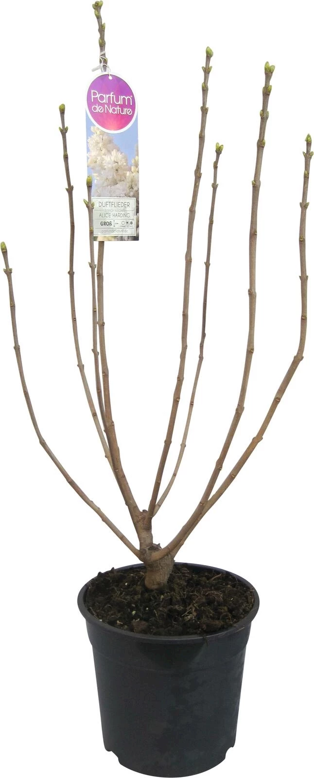 Syringa vulgaris Hybriden P23 cm