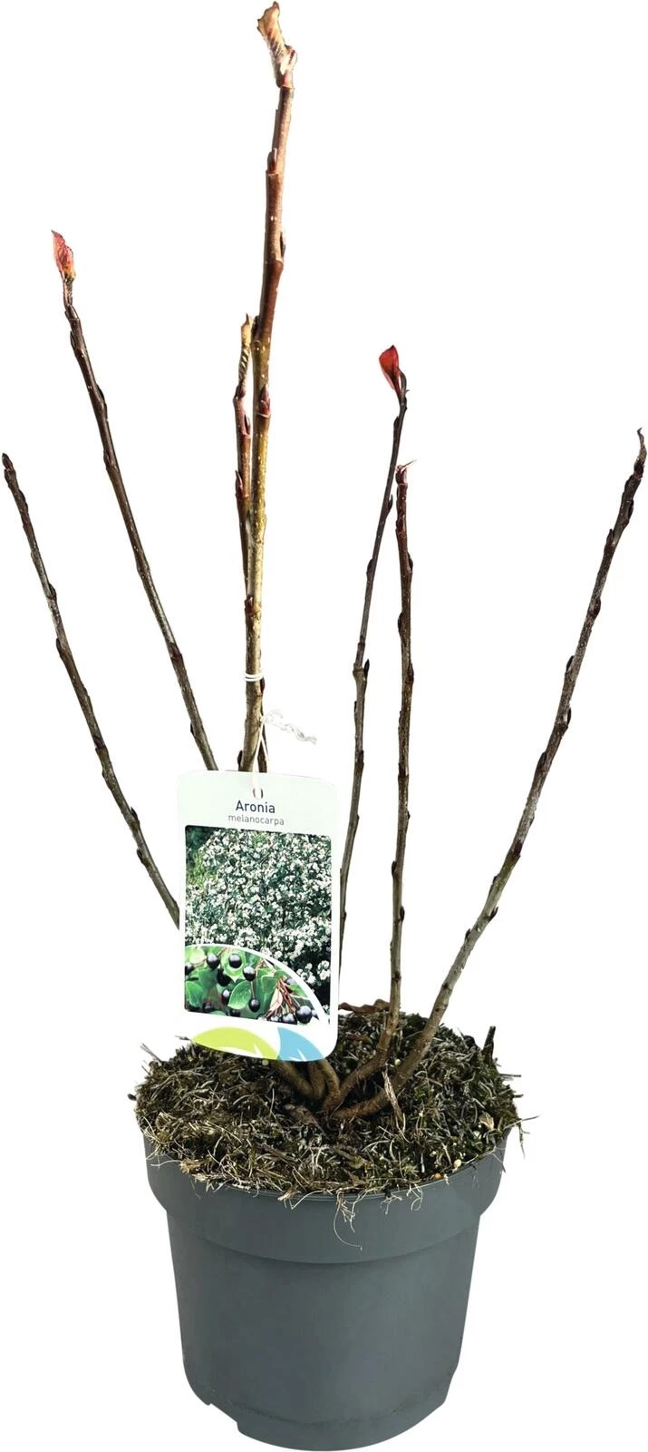 Aronia mel.Hugin P19 cm