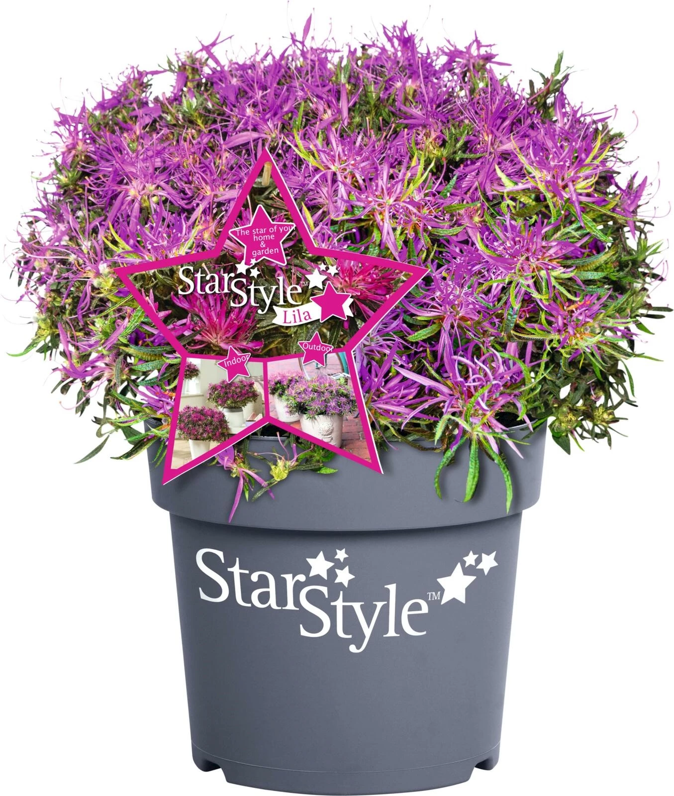 Rhododendron Starstyle P3 l