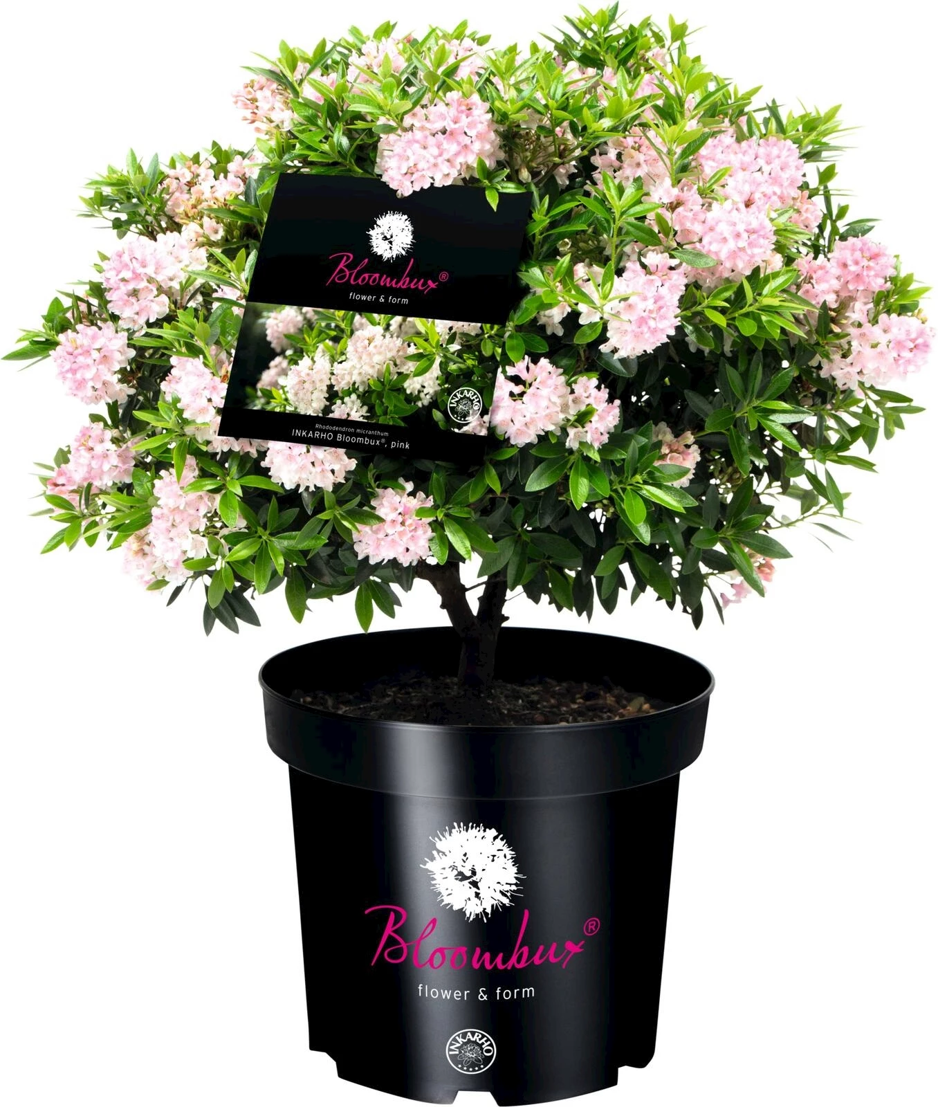 Rhododendron Bloombux P2 l