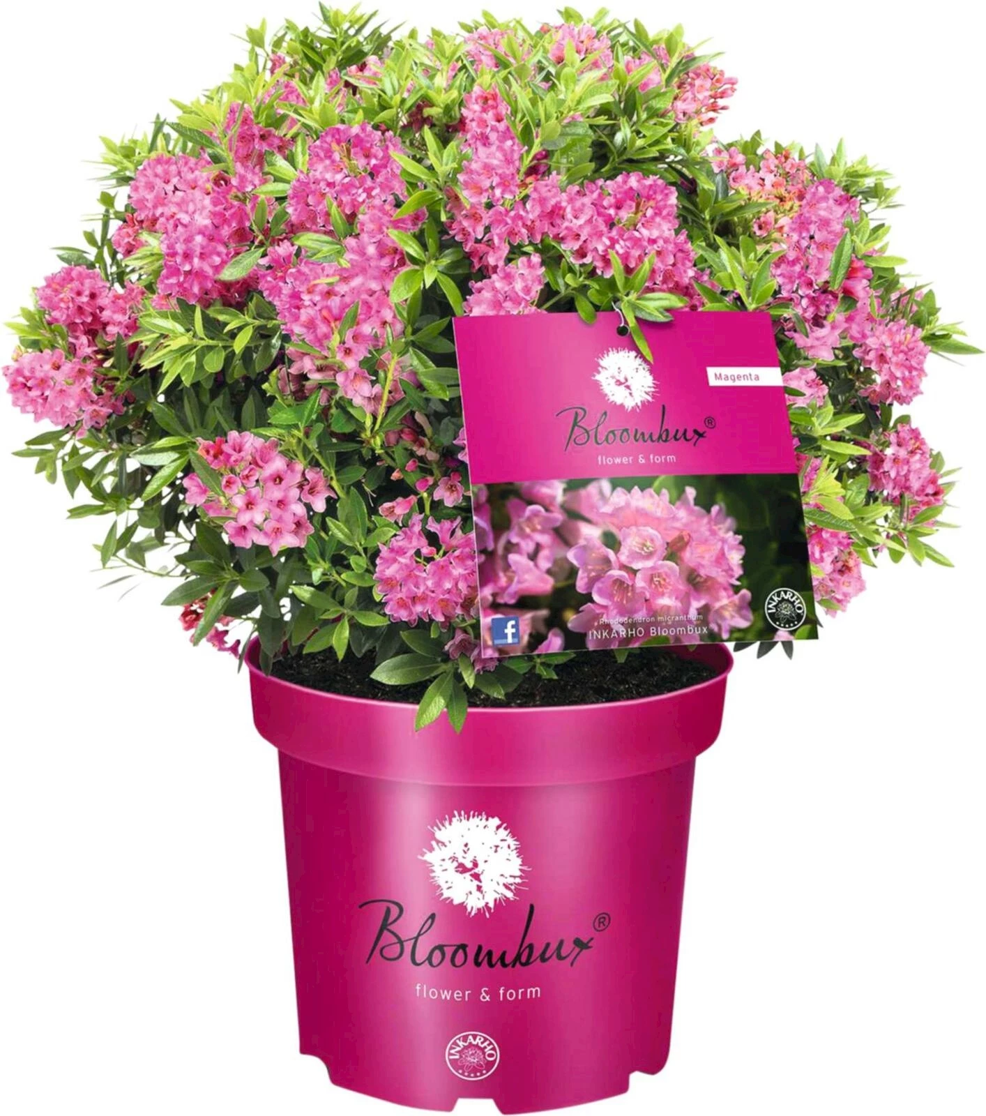 Rhododendron Blo.Magenta P2 l