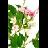 Weigelia florida "Majorie" P4.6 l