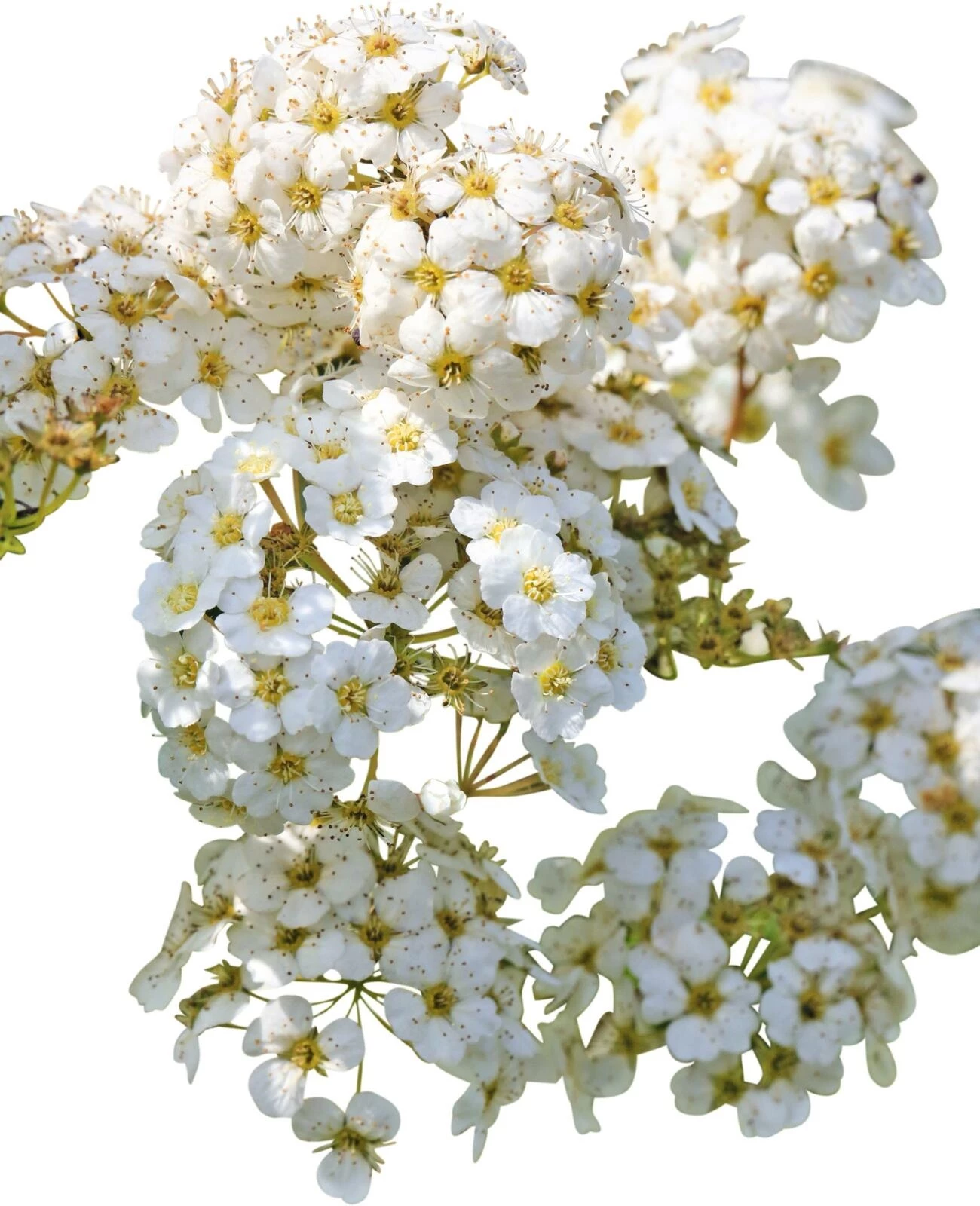 Spiraea vanhouttei P4.6 l