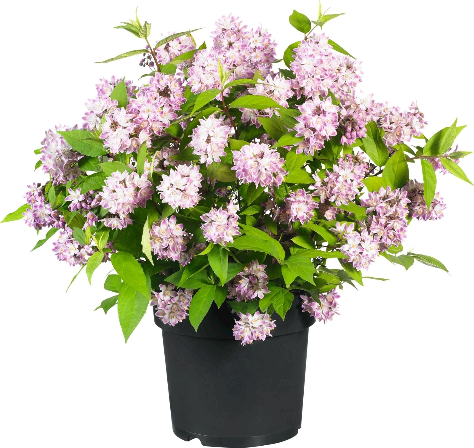 Deutzia "Raspberry Sundae " ® P4.6 l