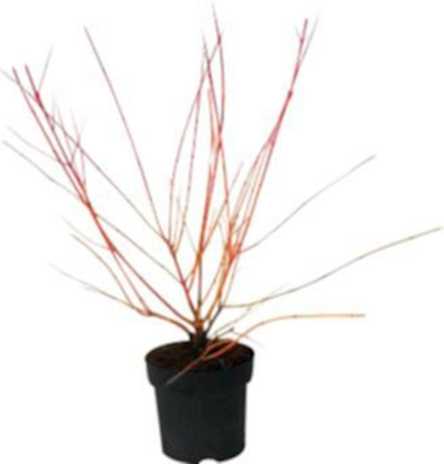 Cornus sanguinea "Annys Winter" P4.6 l