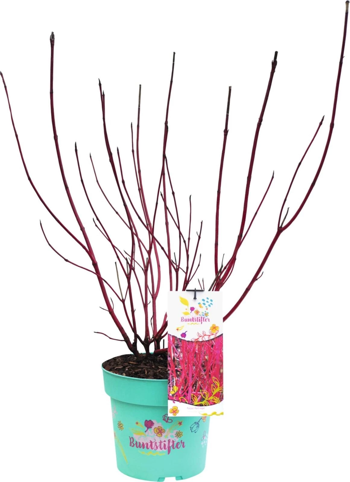 Cornus alba "Sibirica" P4.6 l