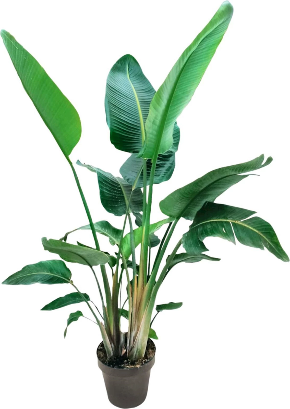 Strelitzia Nicolai P30 cm