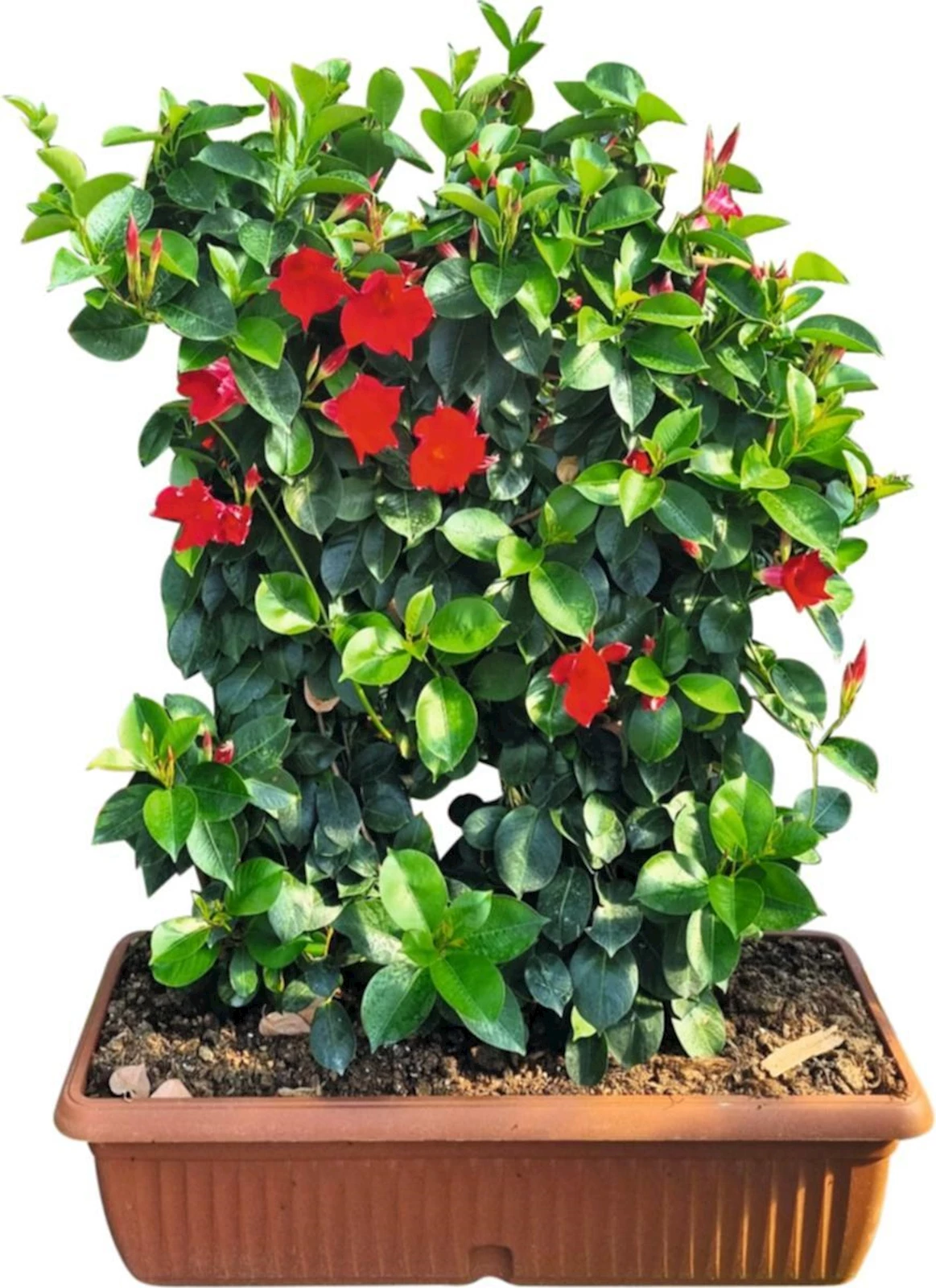 Dipladenia Spalier Kasten P65 cm