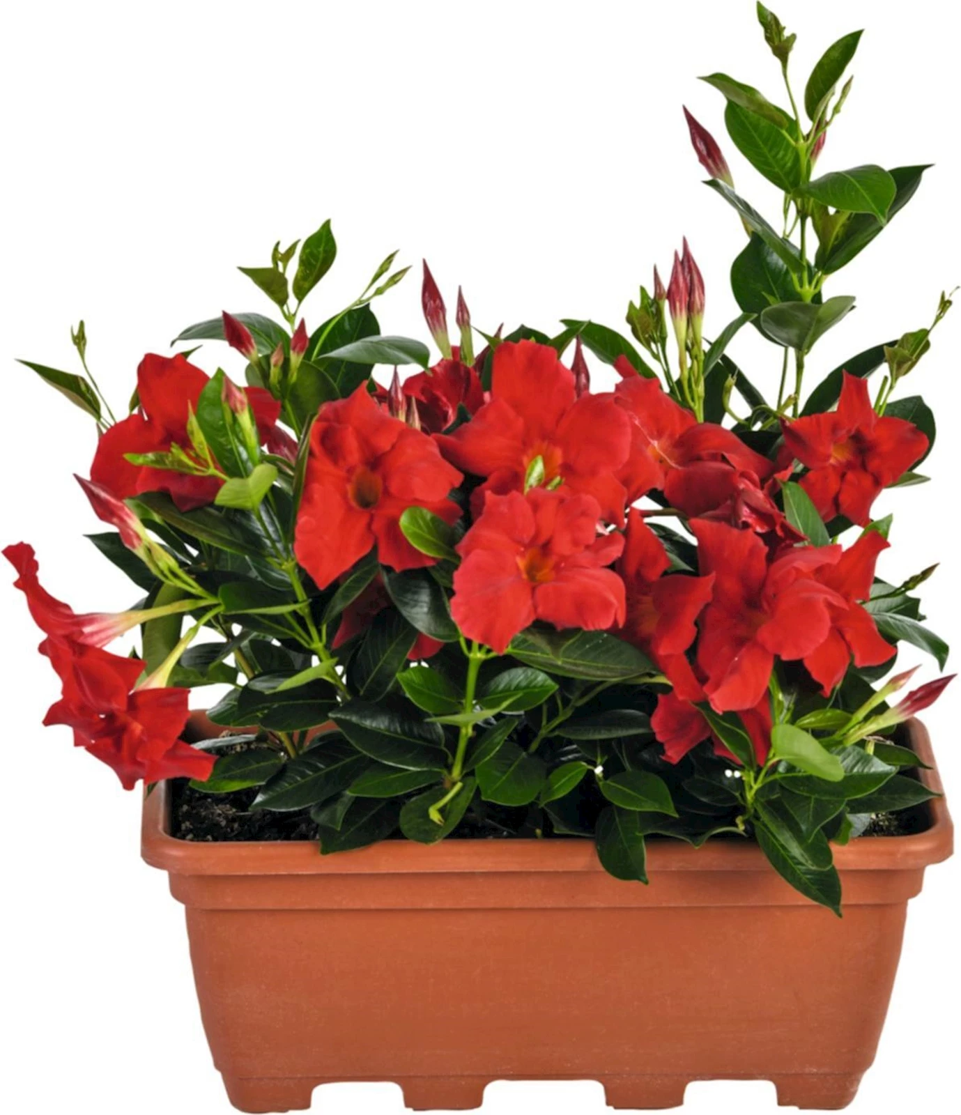 Dipladenia im Kistli P40 cm