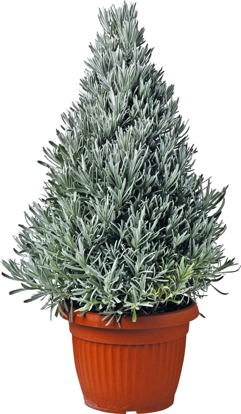 Lavendel Pyramide P25 cm