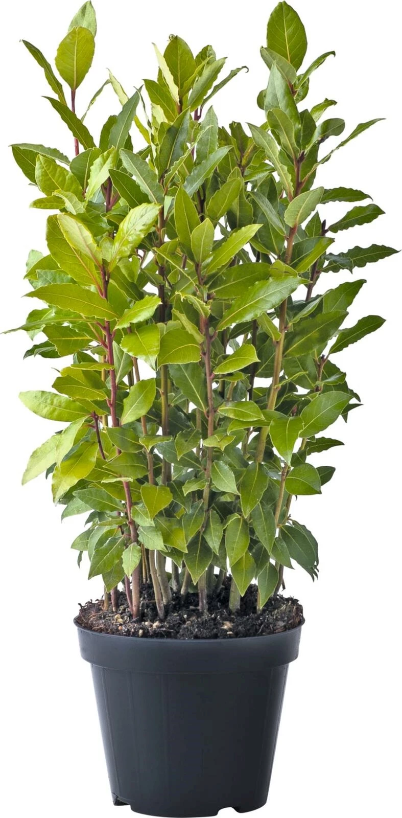 Laurus nobilis P14 cm