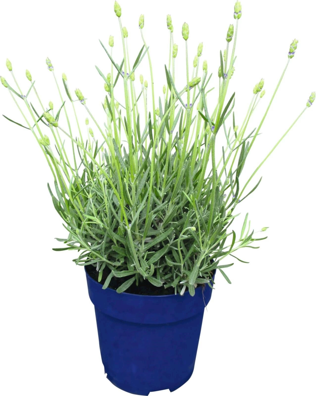 Lavendel Hidcote Busch P14 cm