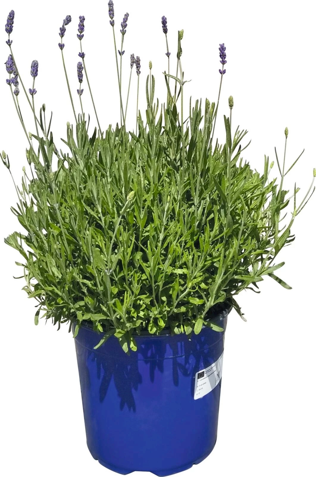 Lavande Hidcote buisson P18 cm