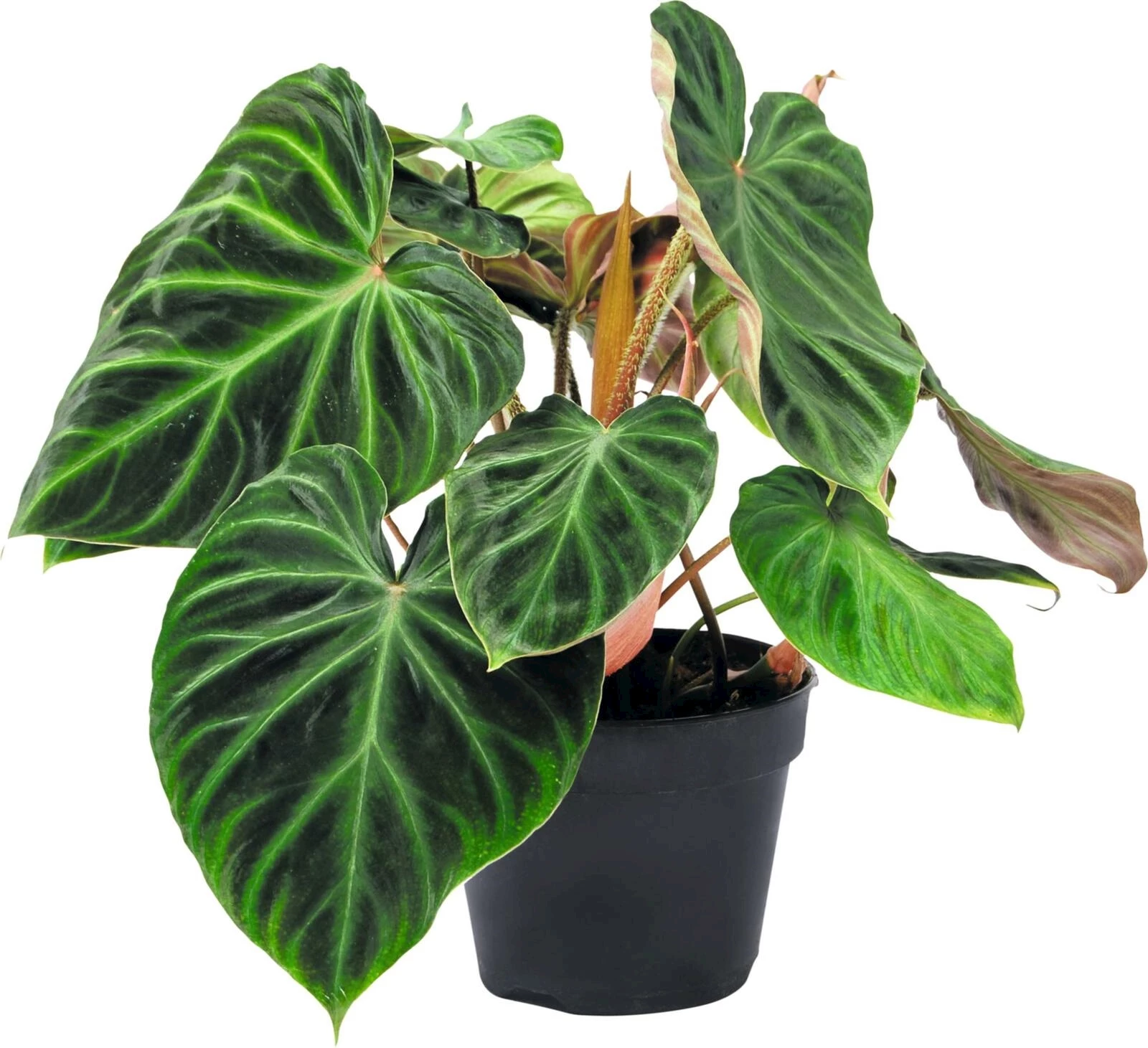 Philodendron Raritäten mix P15 cm