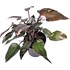Philodendron rarités mix P15 cm