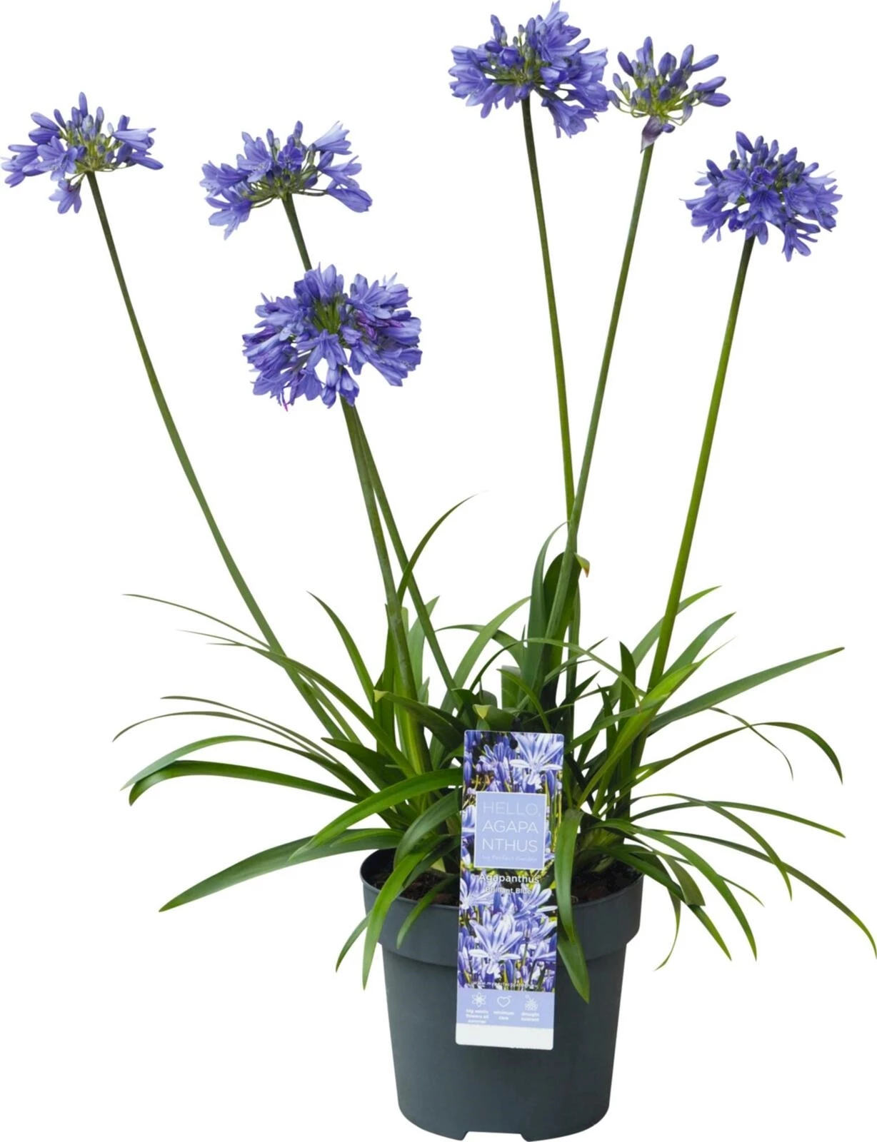 Agapanthus P19 cm