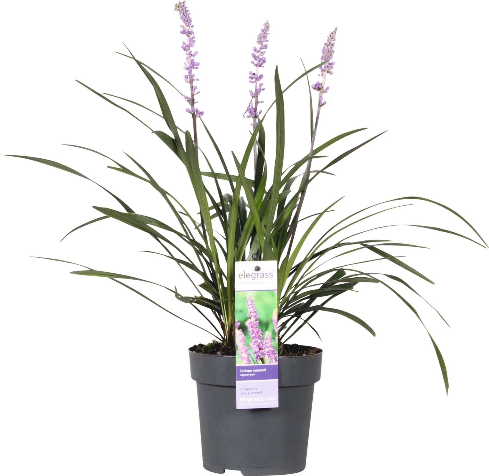 Liriope P14 cm