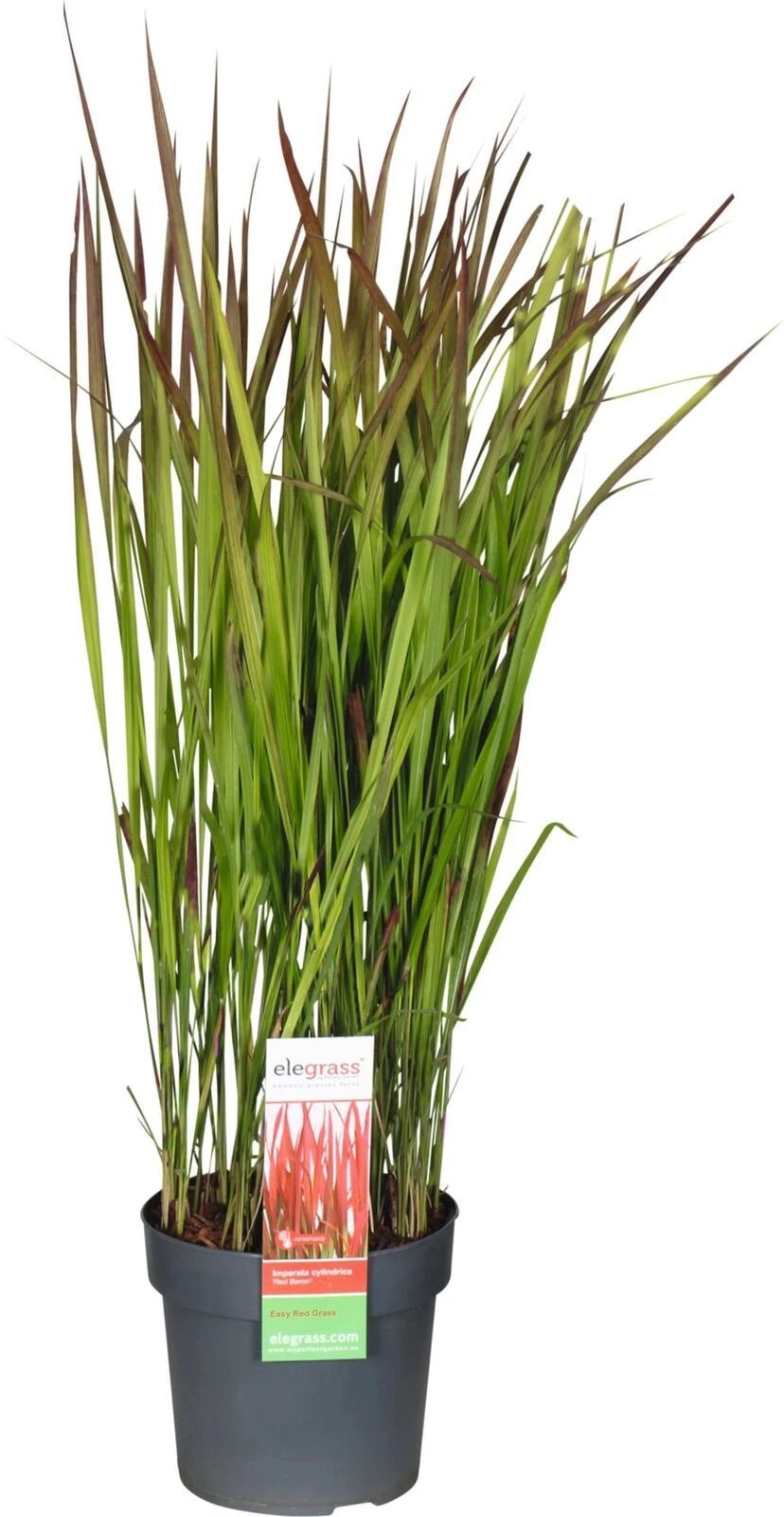 Imperata Red Baron P19 cm