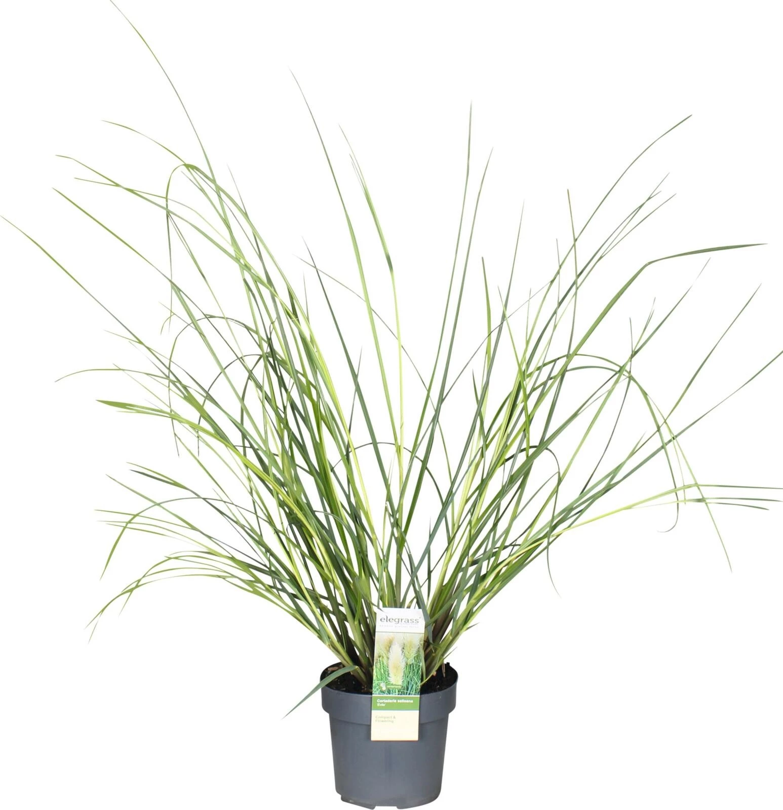 Cordaderia Evita P19 cm