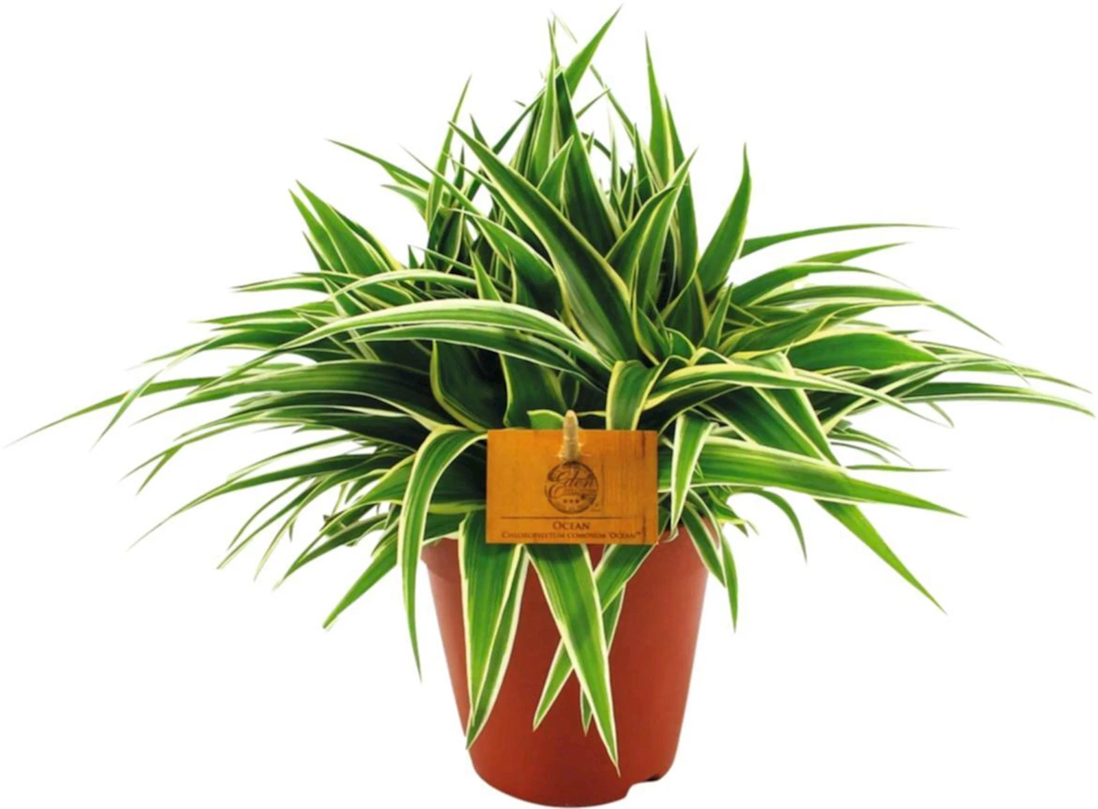 Chlorophytum Ocean P15 cm