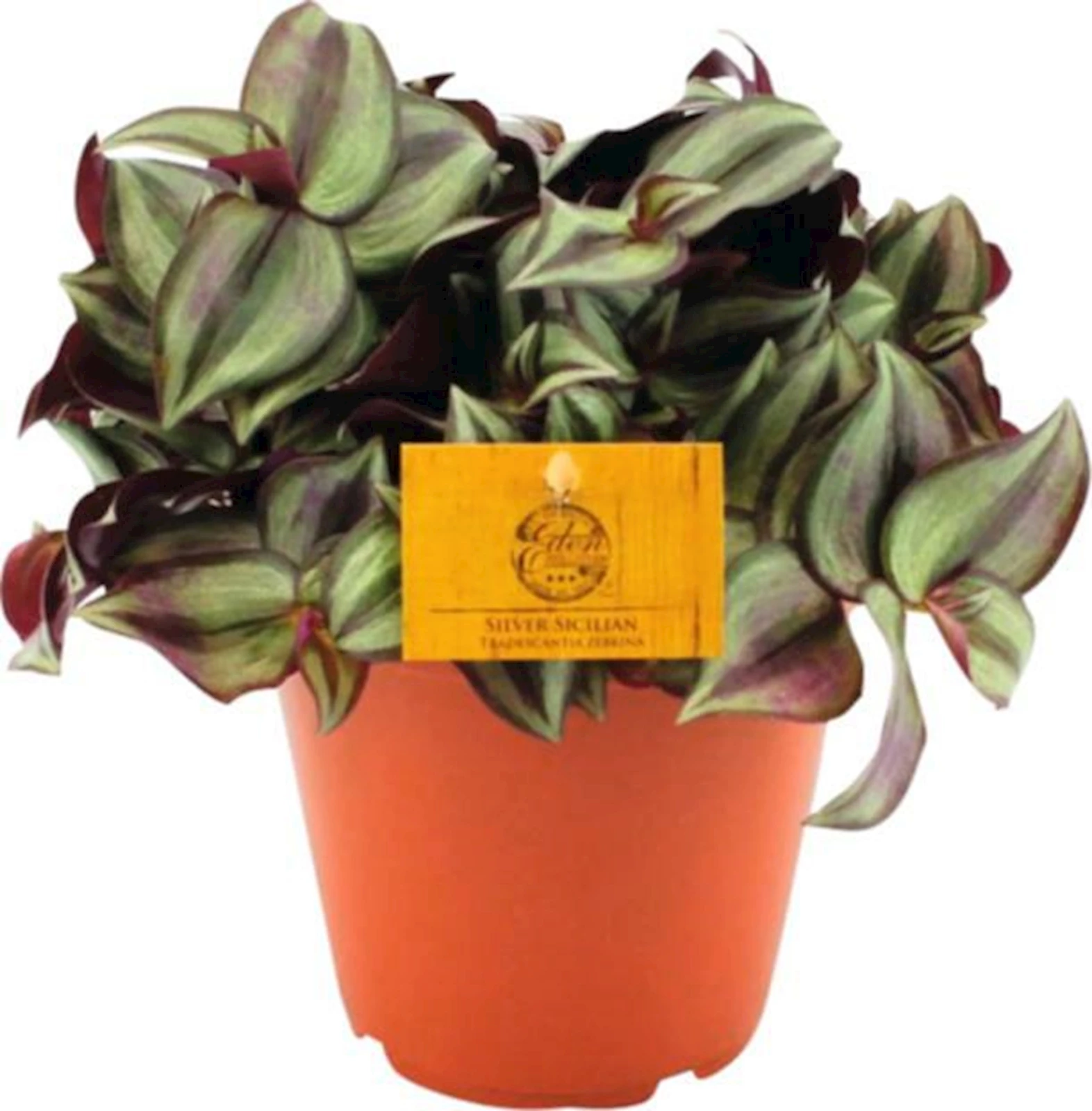 Tradescantia Zebrina P15 cm