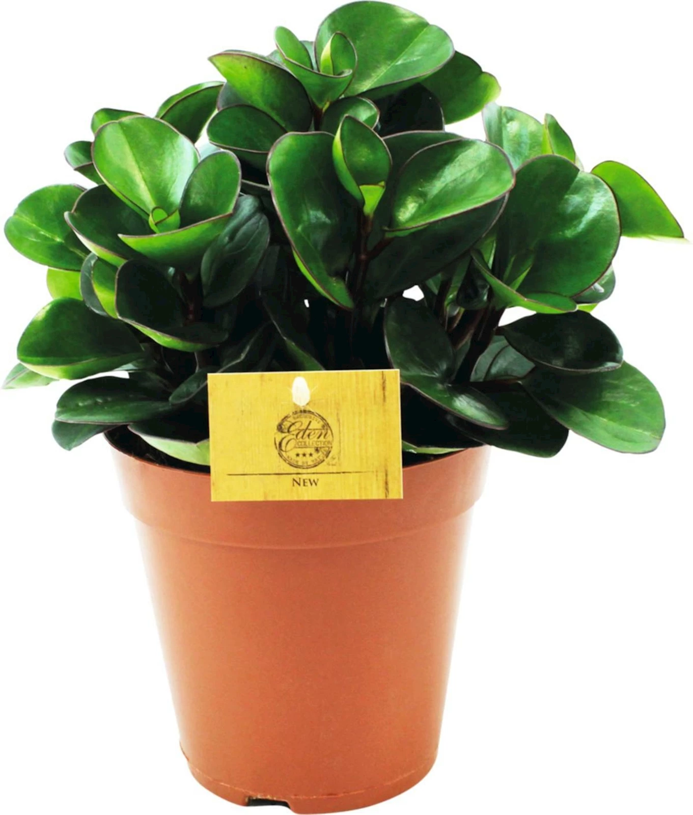 Peperomia Bruning Bush P15 cm