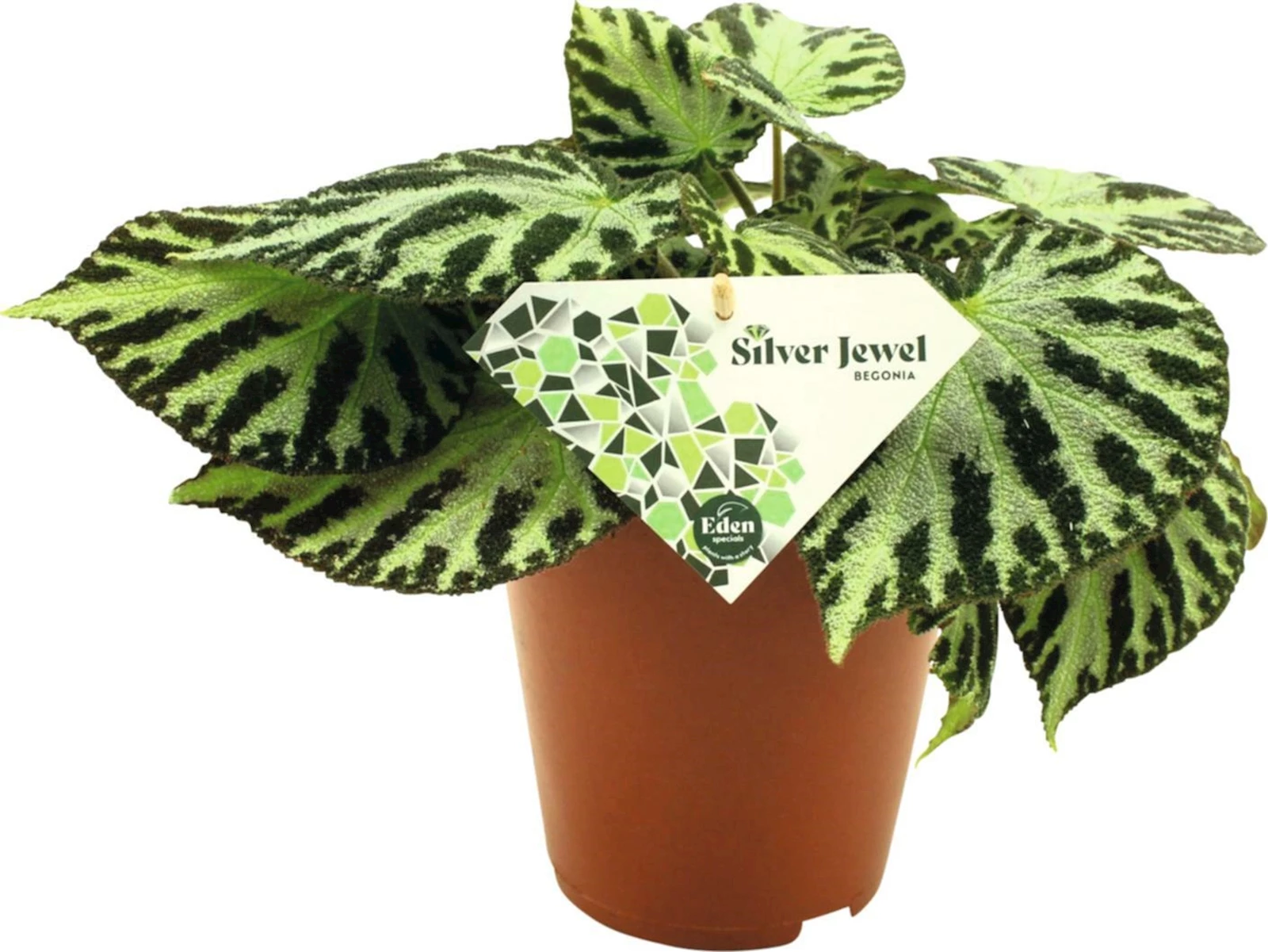Begonia Silver Jewel P15 cm