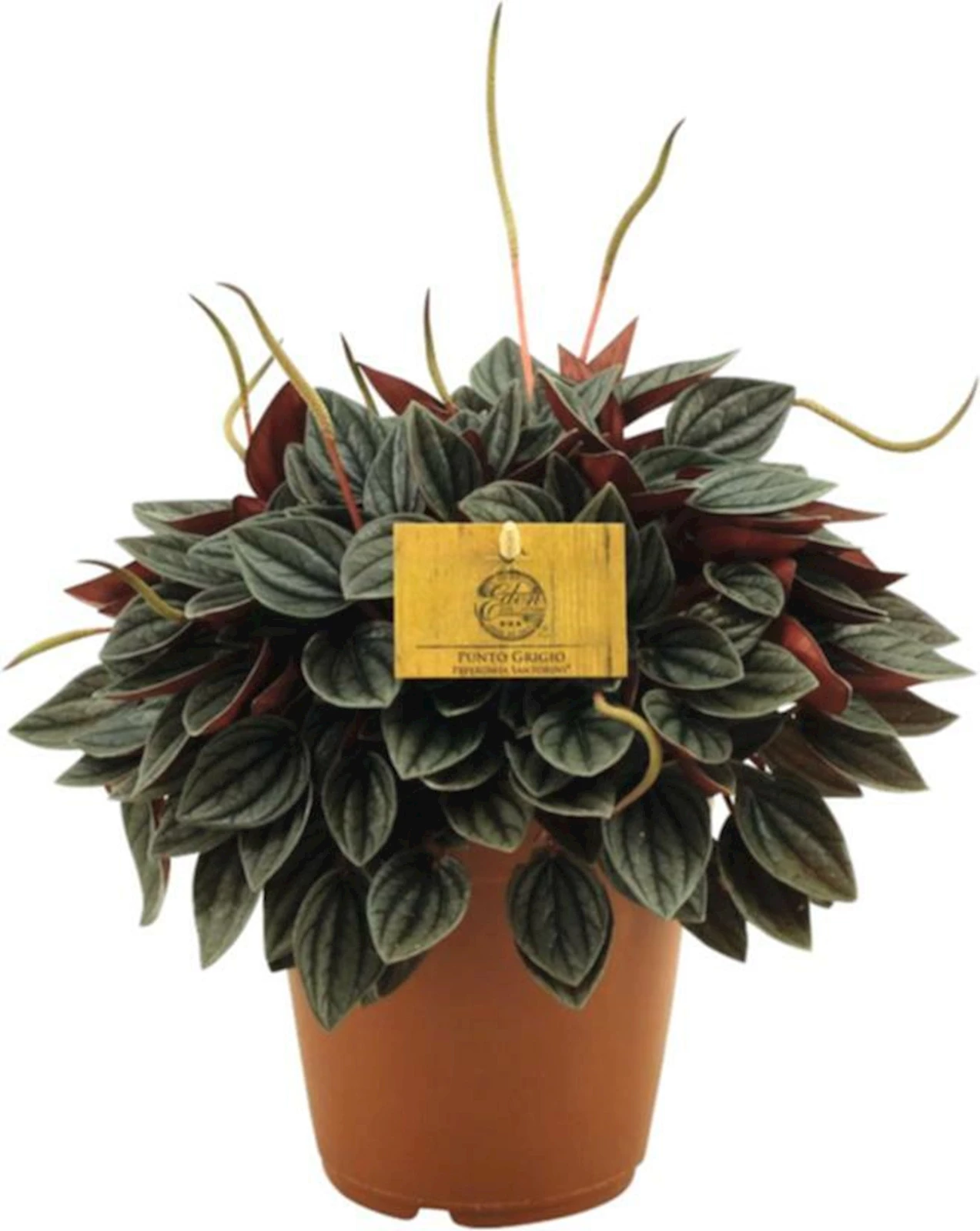 Peperomia Santorini P15 cm