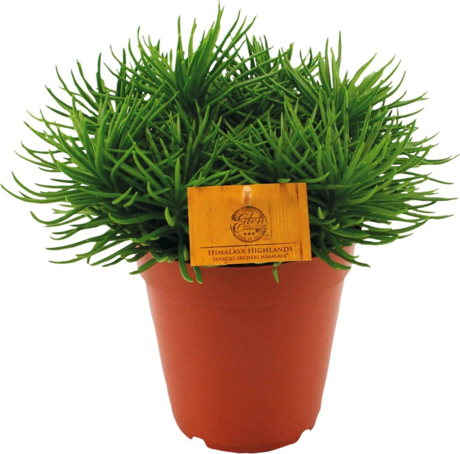 Senecio Himalaya P15 cm