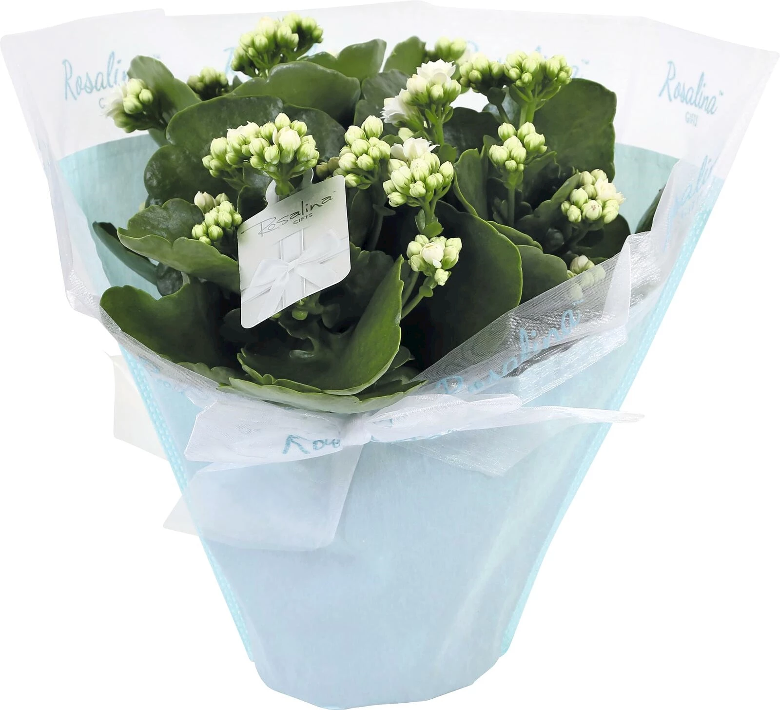 Kalanchoe Rosalina Pastell P15 cm