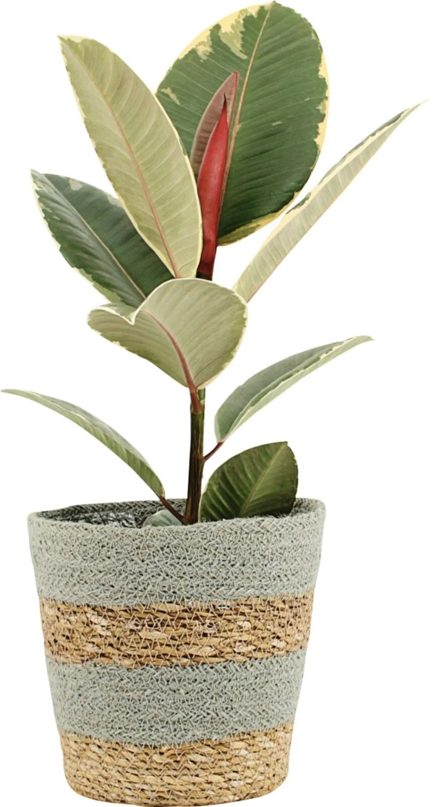 Ficus Elastica im Korb P15 cm